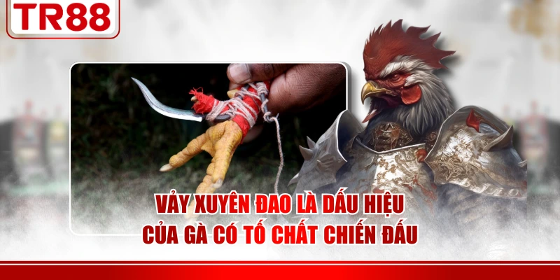 Vảy xuyên đao là dấu hiệu của gà có tố chất chiến đấu